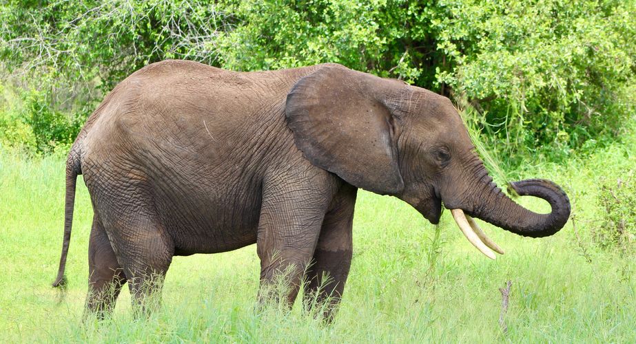 Singlereizen Tanzania olifanten spotten